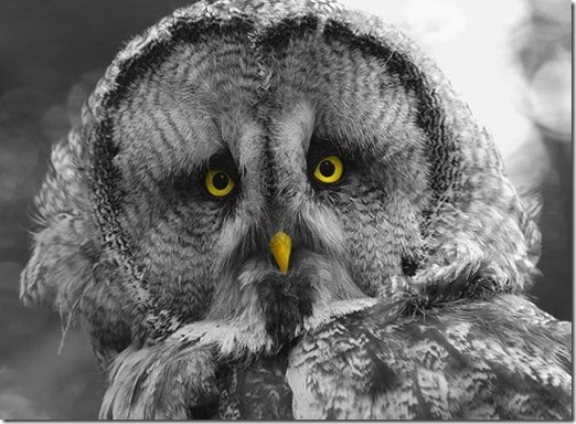 owl.d,_,b,animals,photography,birds,animal,owl-4212e126e0d74d08e3bb8664d21ad145_h