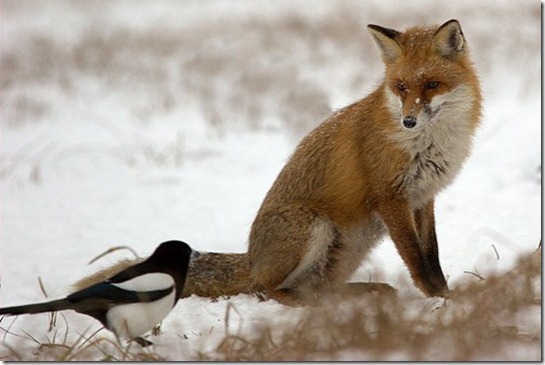 fox,humour,photography,animals,wild,life,روباه-0348342fa636d433ae6ce2ff61ffa1c6_h