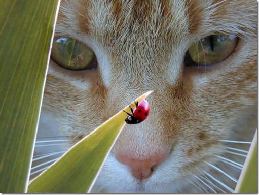 cat,face,ladybug,plant,up,close,animales-65252e8416964e9371d406d86c07967c_h
